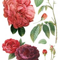 IRON ORCHID DESIGNS REDOUTE II TRANSFER PAD