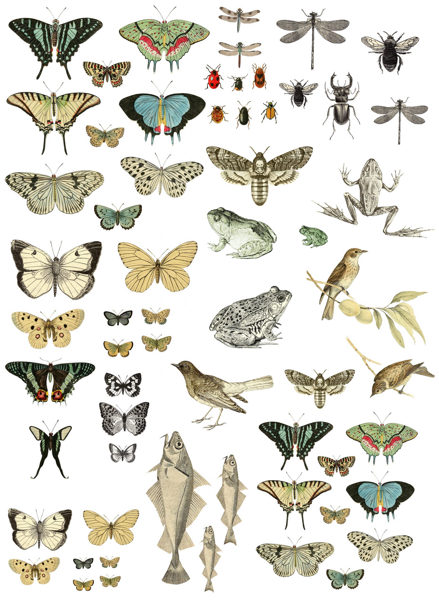 IOD | Entomology Decor Transfer | Furnishin Designs