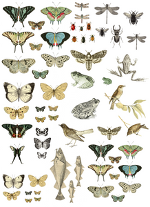 IOD | Entomology Decor Transfer | Furnishin Designs