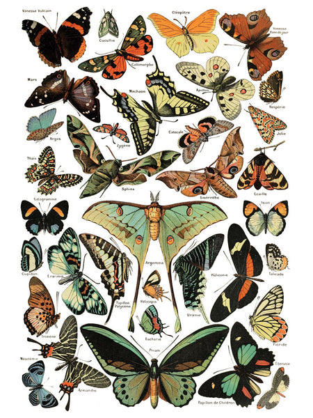 Millot’s Pages - IOD Decor Transfer