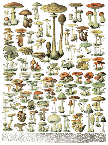Millot’s Pages - IOD Decor Transfer