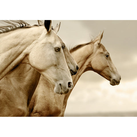 Sepia Horses | MINT by Michelle Decoupage | Furnishin Designs