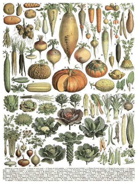Millot’s Pages - IOD Decor Transfer