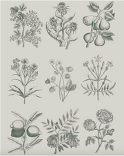 ANNIE SLOAN RHS DECOUPAGE PAPERS - Botanical Drawings